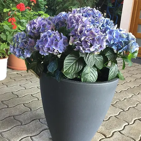 Gæstehus Cyrano Vendeghaz 3*