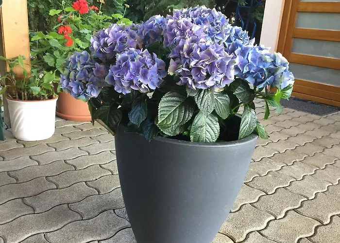 Vendégház Cyrano 3*